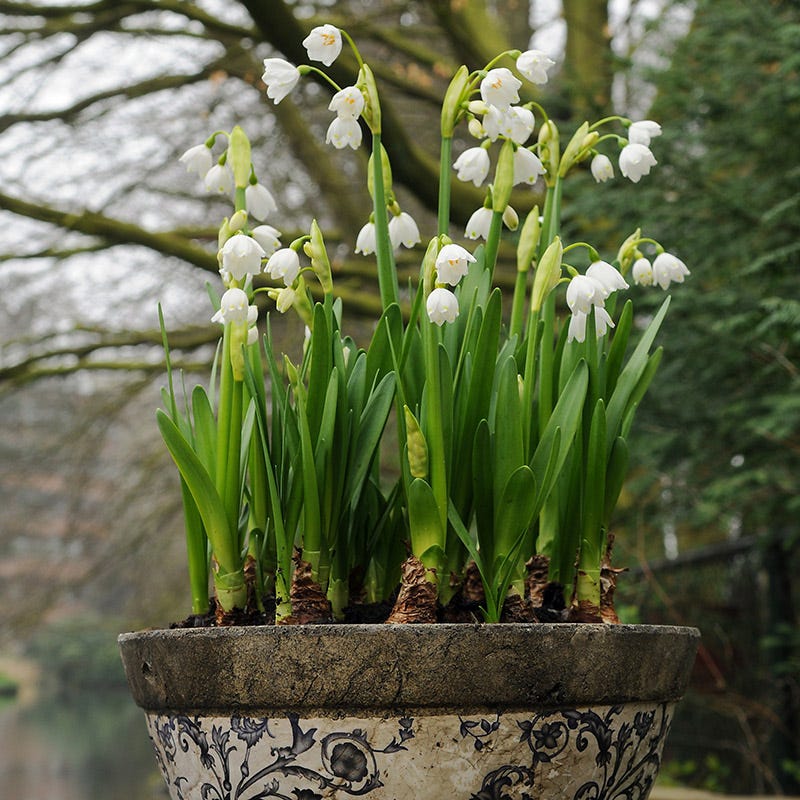 Giant Snowdrops - Image 4