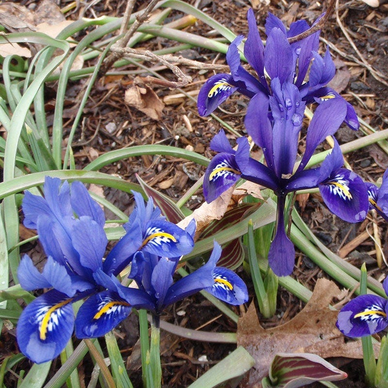 Dark Blue Species Iris - Image 4