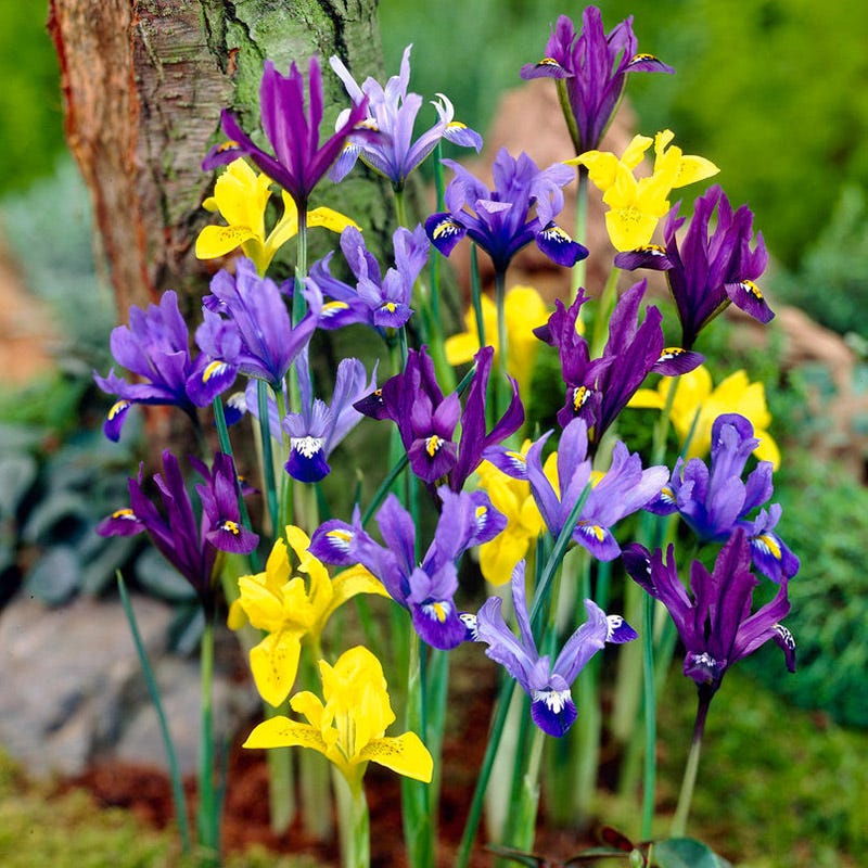 Species Iris Mix - Image 2
