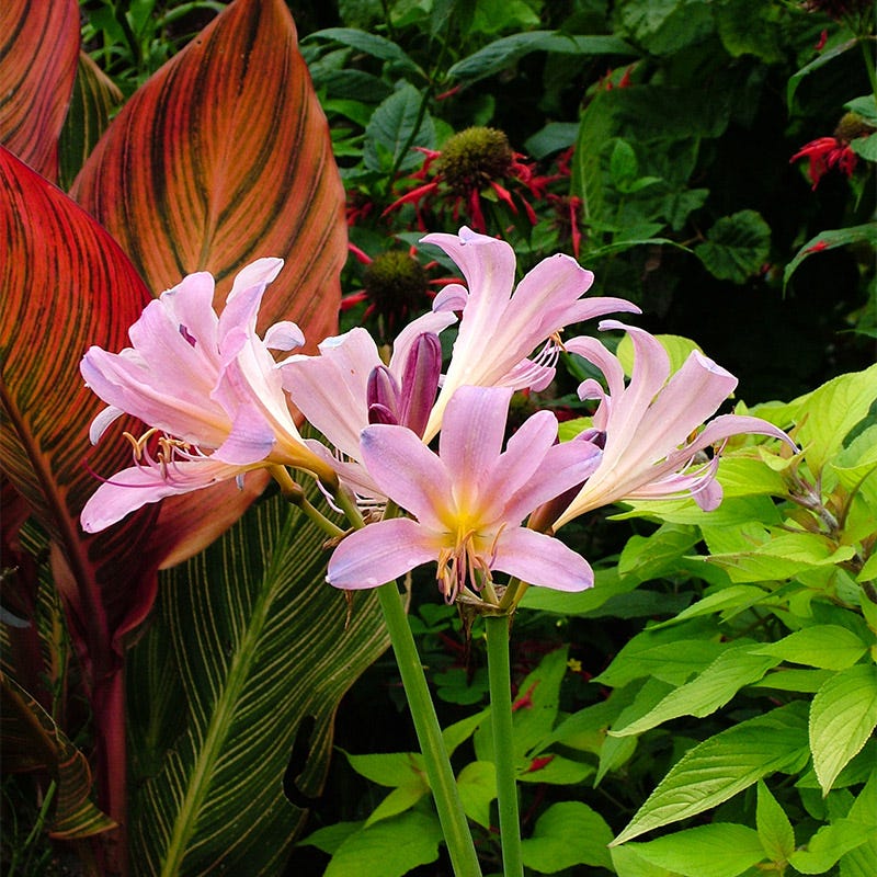 Magic Spider Lily Bulb Collection - Image 2