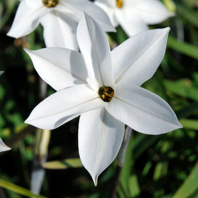 White Ipheion - Image 2