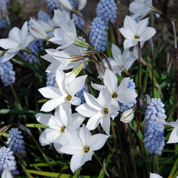 White Ipheion - Image 3