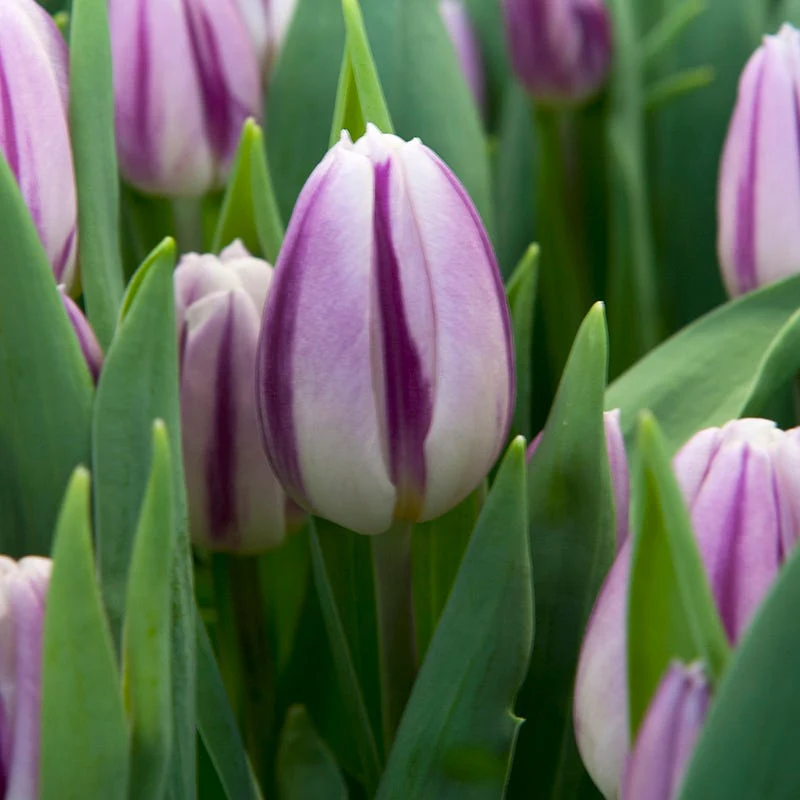 Flaming Flag Triumph Tulip - Image 2