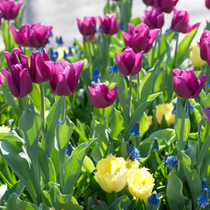 Purple Flag Triumph Tulip - Image 2