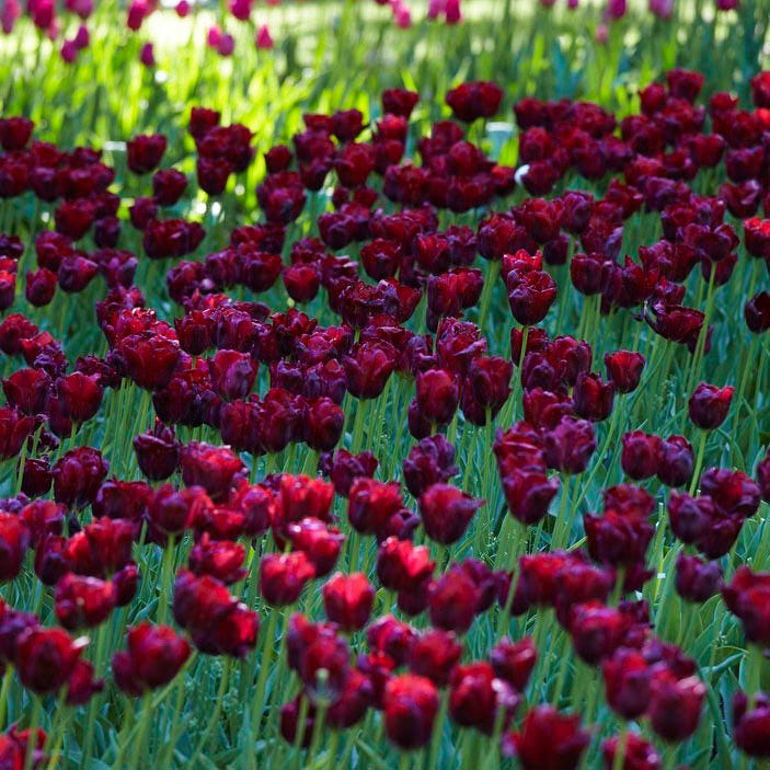 Ronaldo Triumph Tulip - Image 2
