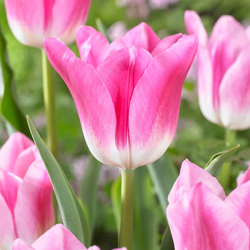 Royal Ten Triumph Tulip - Image 2