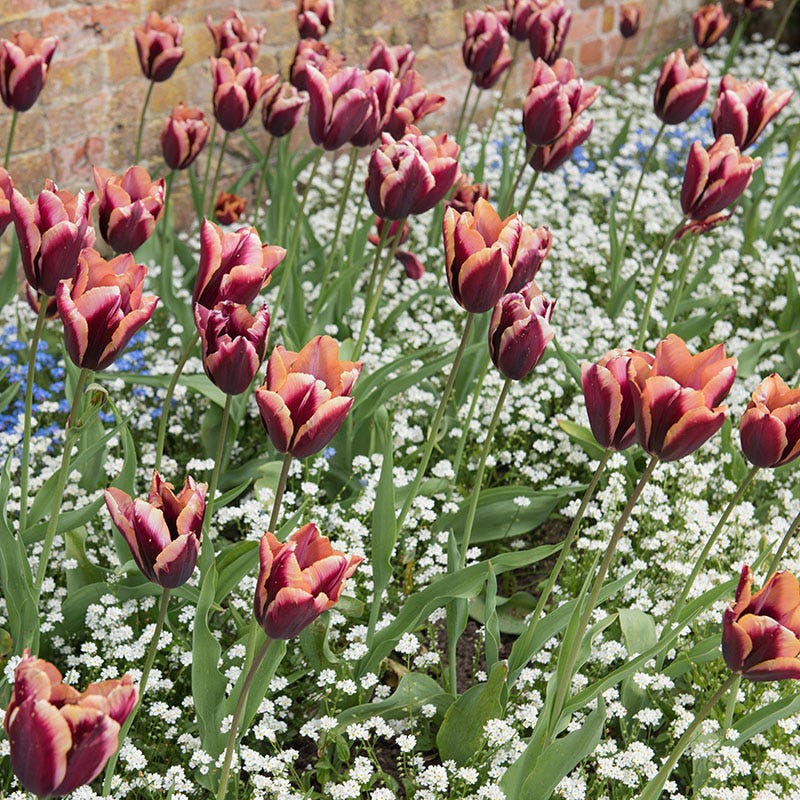 Slawa Triumph Tulip - Image 3