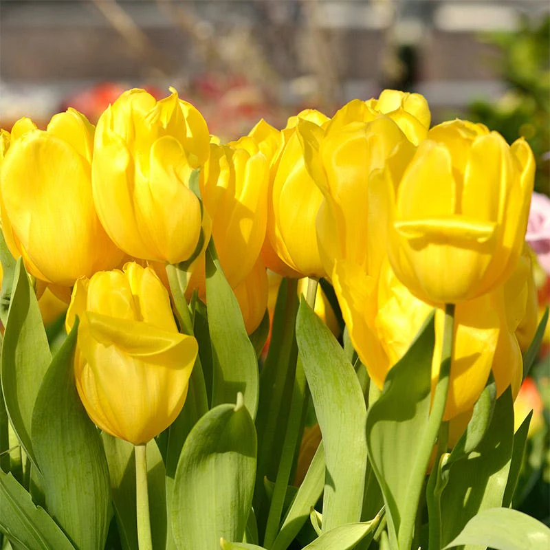 Strong Gold Triumph Tulip