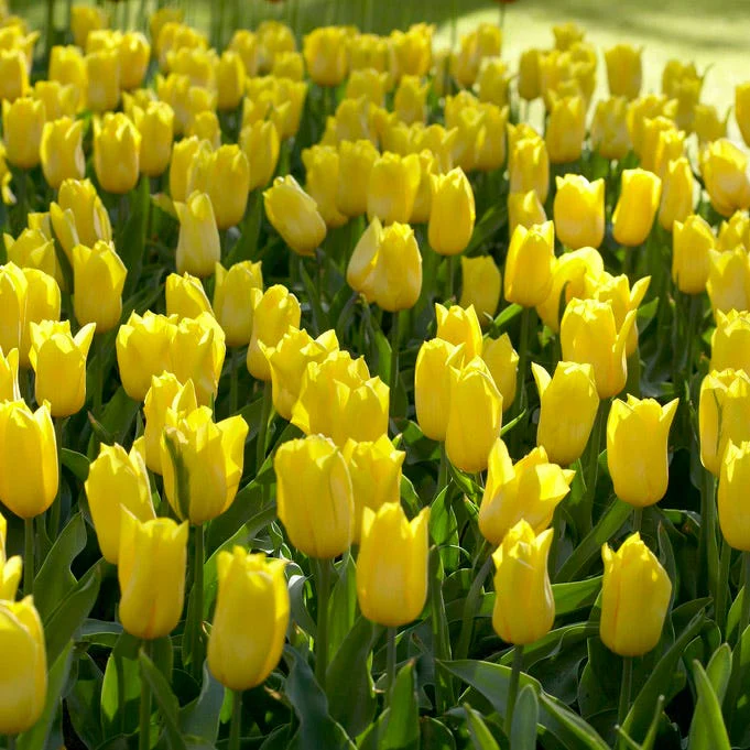Strong Gold Triumph Tulip - Image 2