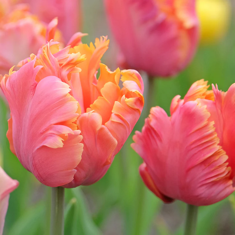 Amazing Parrot Tulip