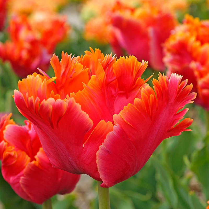 Amazing Parrot Tulip - Image 2