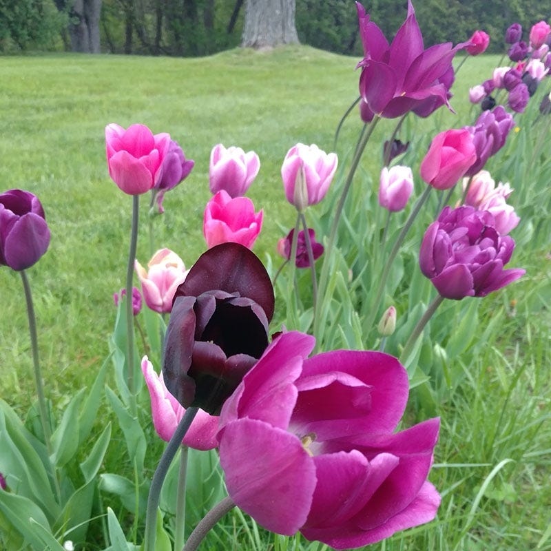 Blue Moon Triumph Tulip Mix - Image 6