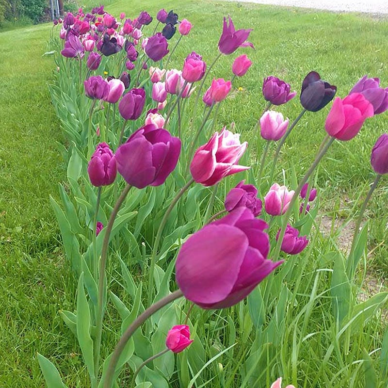 Blue Moon Triumph Tulip Mix - Image 7