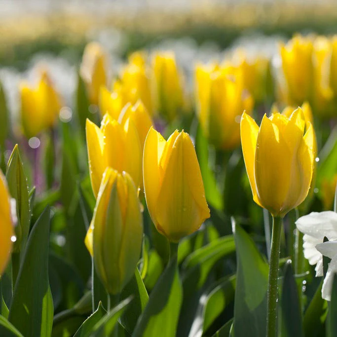 Circus Tent Tulip Collection - Image 5