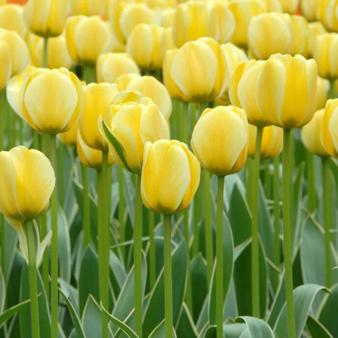 Dreamy Drift Tulip Collection - Image 4