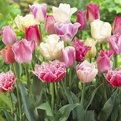 Endless Spring Pink Tulip Mix