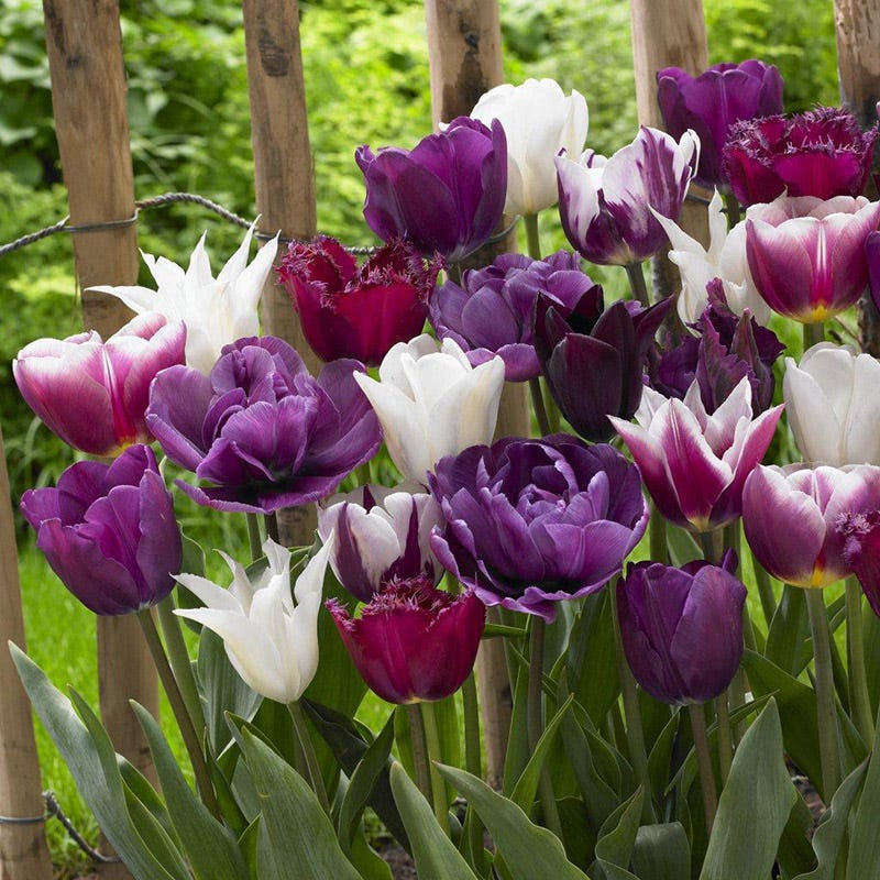 Endless Spring Purple Tulip Mix