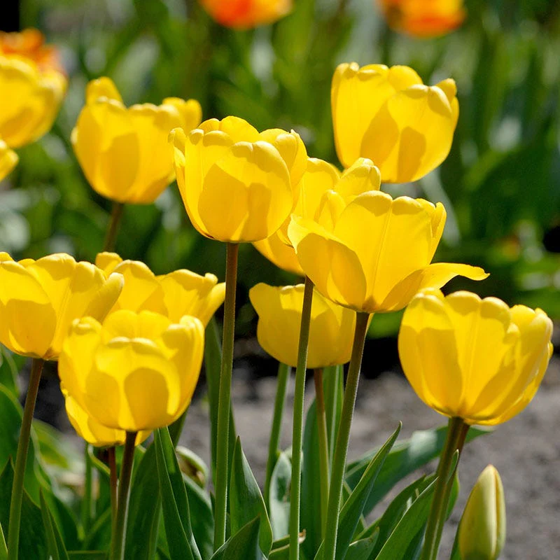 Golden Oxford Darwin Tulip - Image 2