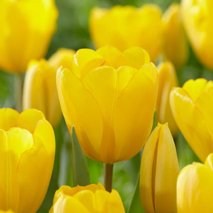 Golden Oxford Darwin Tulip - Image 3