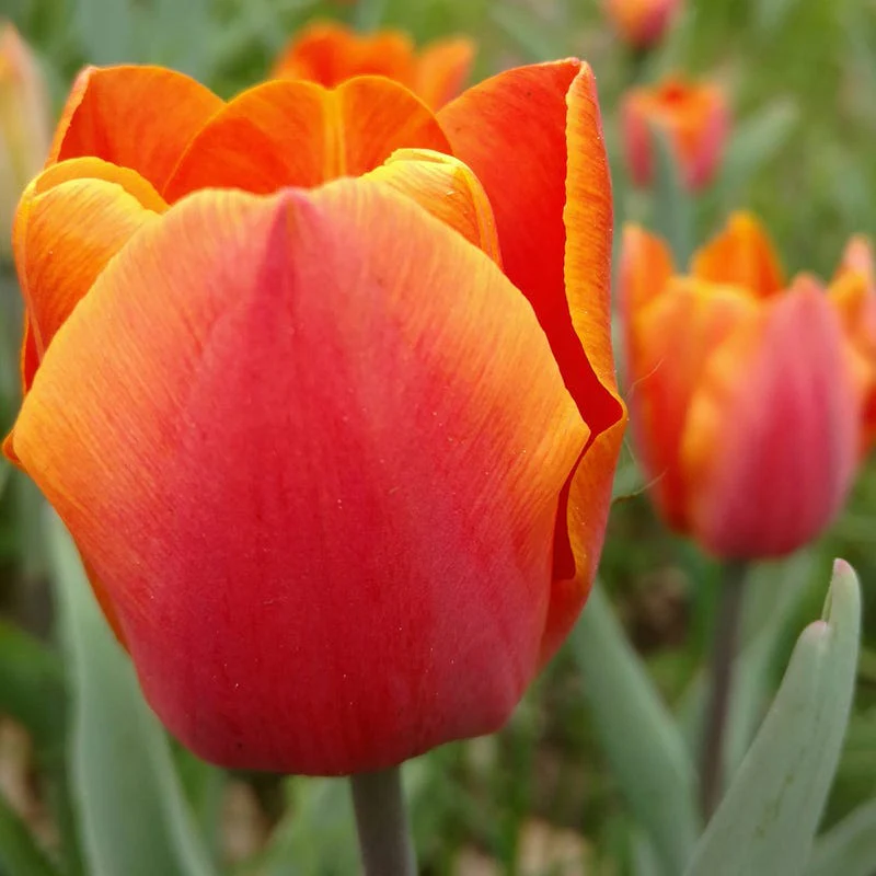 Jimmy Triumph Tulip