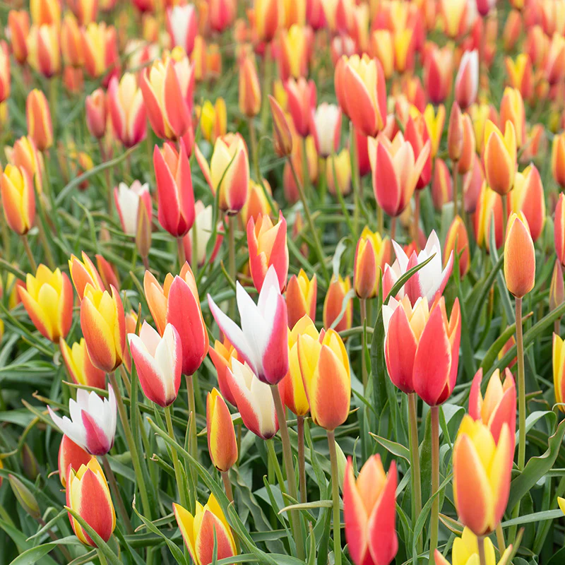 Lady Tulip Mix - Image 3