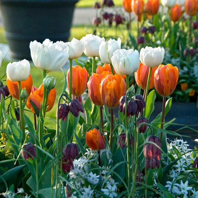 Mount Tacoma Double Late Tulip - Image 3