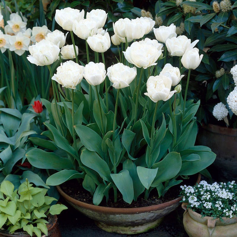 Mount Tacoma Double Late Tulip - Image 4