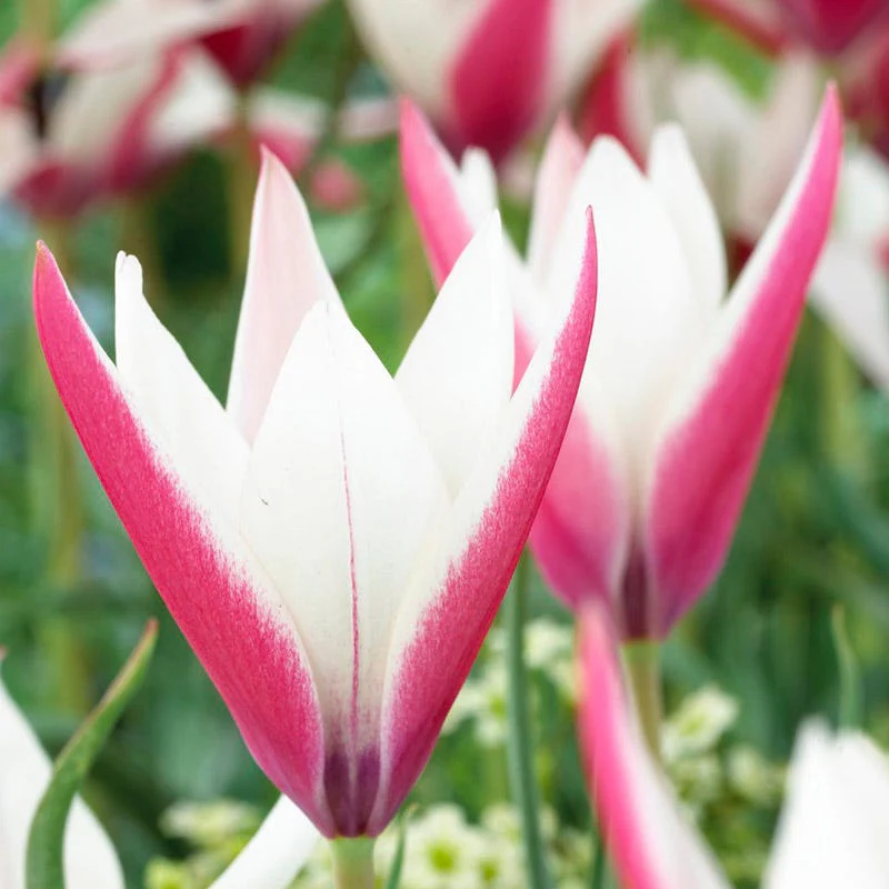 Naturalizing Tulip & Daffodil Bulb Collection - Image 4