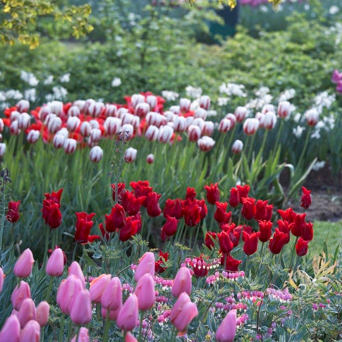 Pretty Woman Lily Flowered Tulip - Image 2
