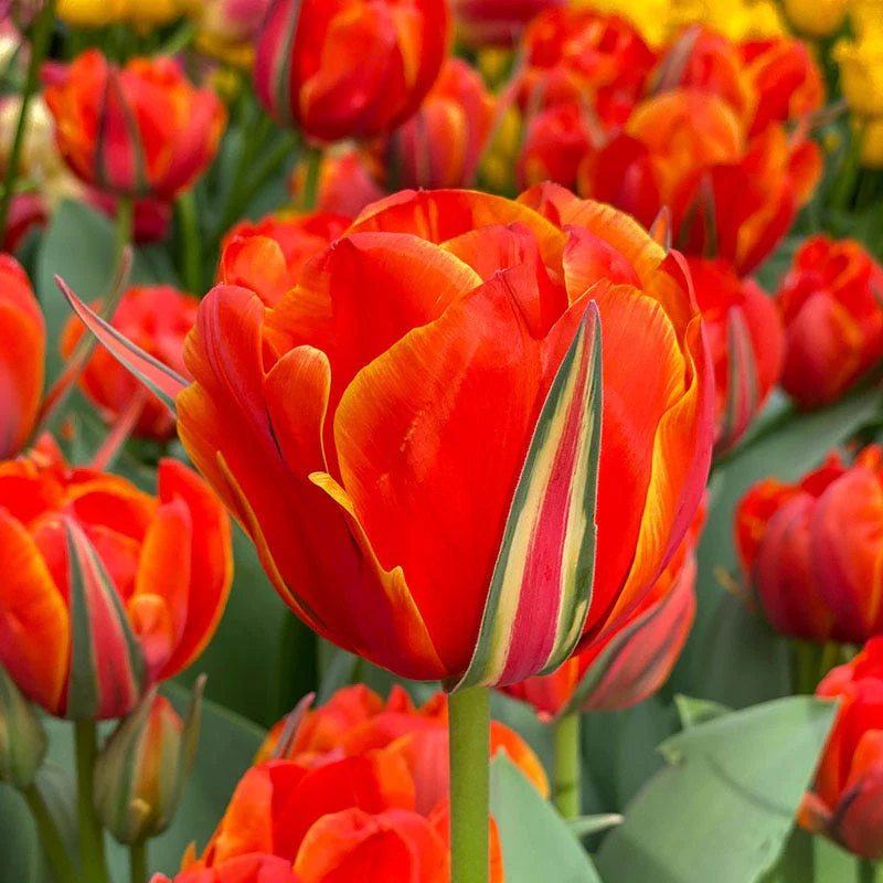 Queensday Tulip - Image 2