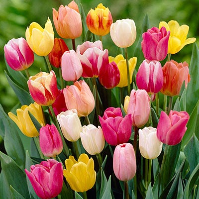 Rainbow Triumph Tulip Mix - Image 2