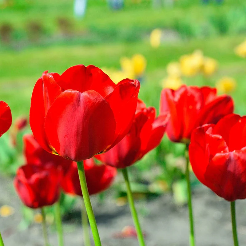 Red Oxford Darwin Tulip - Image 2