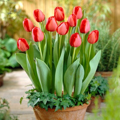 Red Oxford Darwin Tulip - Image 3