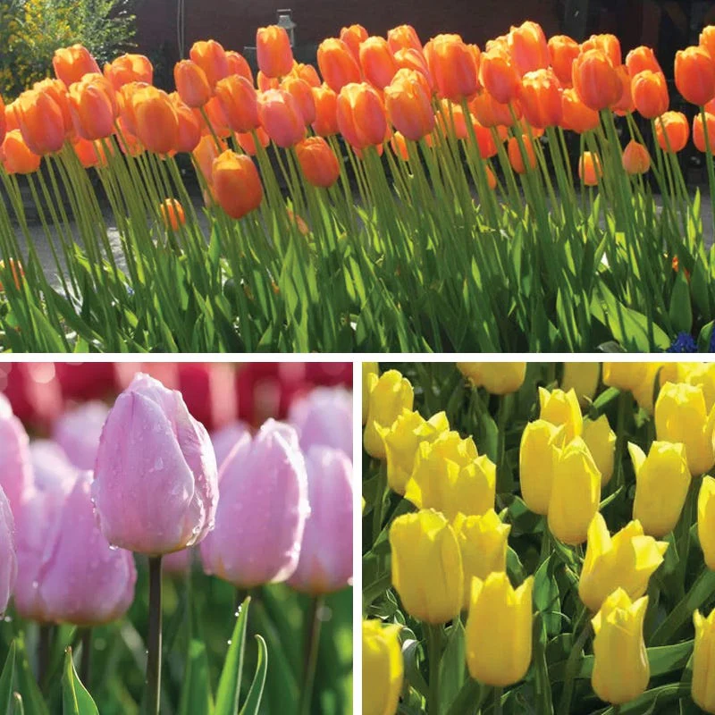 Sweet Treats Tulip Bulb Collection - Image 2