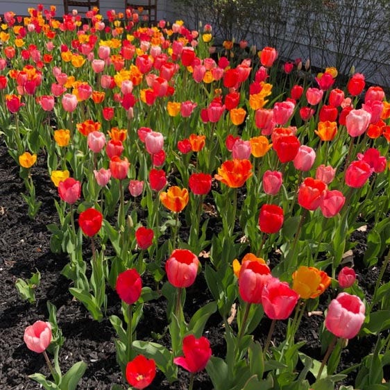 Grand Darwin Tulip Mix - Image 2