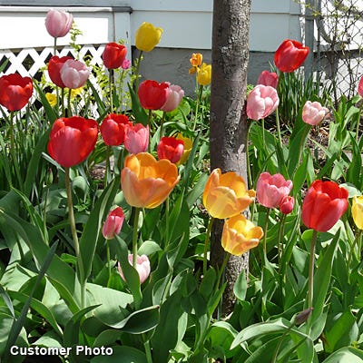 Grand Darwin Tulip Mix - Image 3