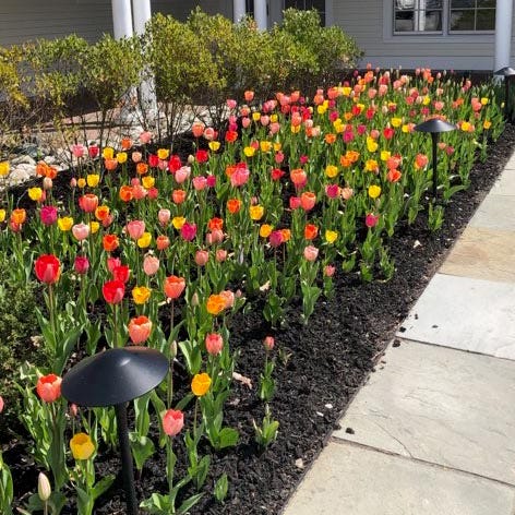 Grand Darwin Tulip Mix - Image 4