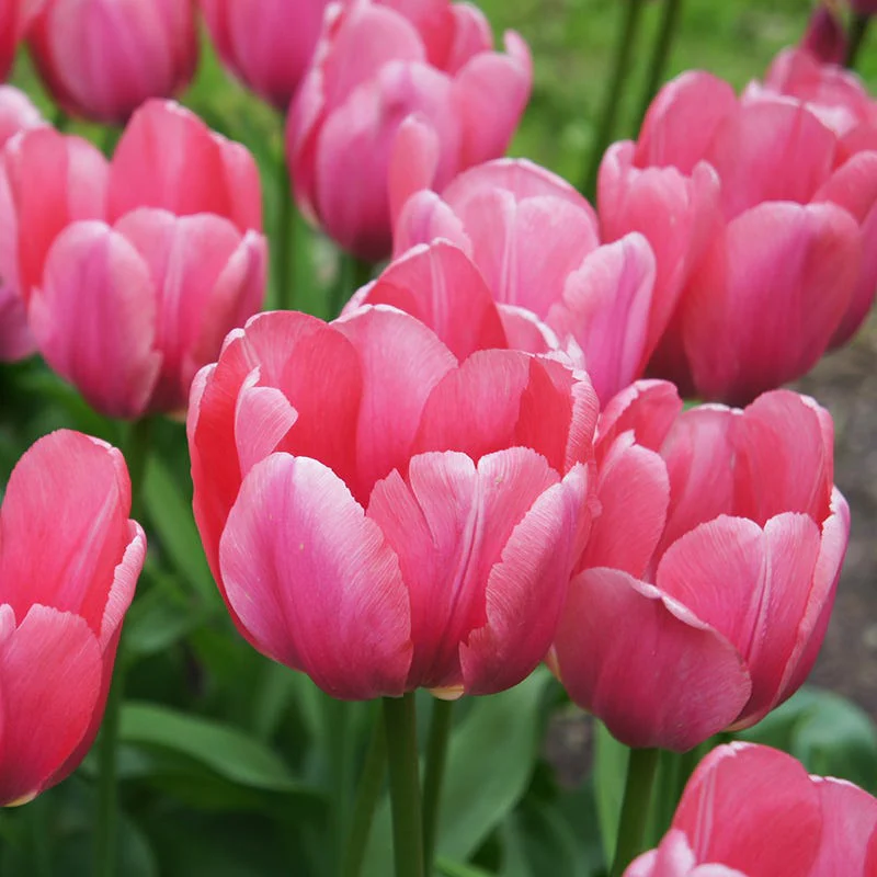 Tickled Pink Tulip Flower Bulb Collection - Image 3