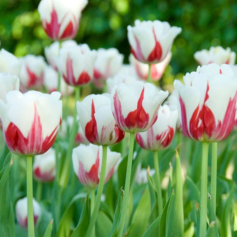 World Expression Single Late Tulip - Image 4