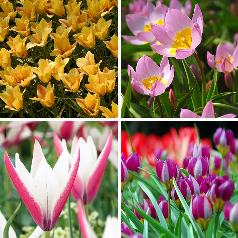 Naturalizing Wild Tulip Bulb Collection - Image 2