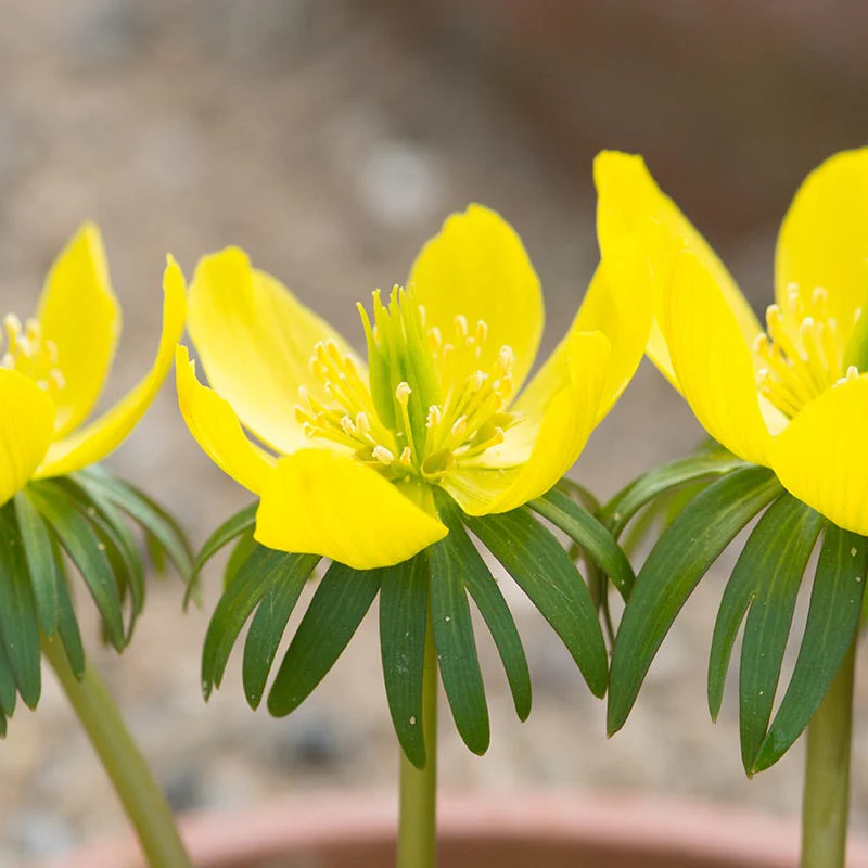 Winter Buttercups - Image 2
