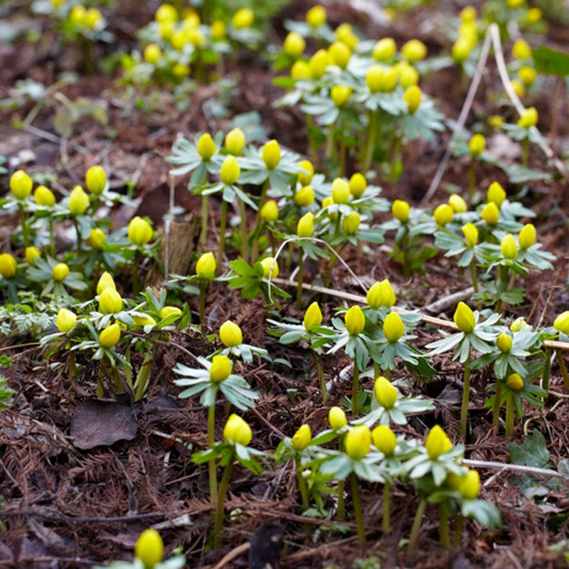Winter Buttercups - Image 3