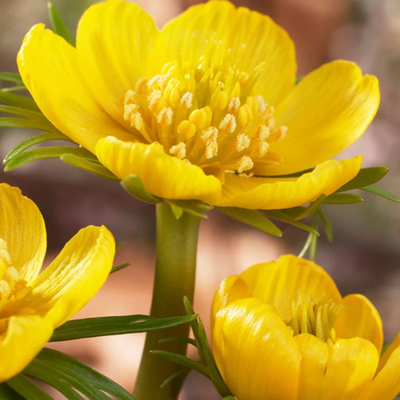 Winter Buttercups - Image 4