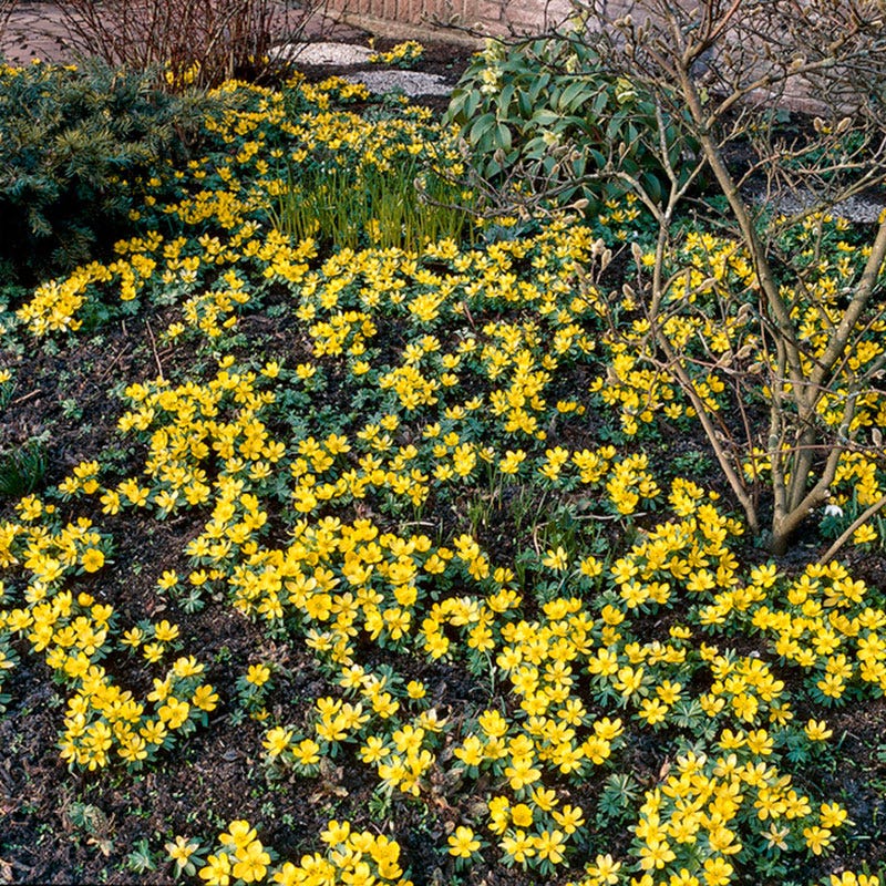 Winter Buttercups - Image 5