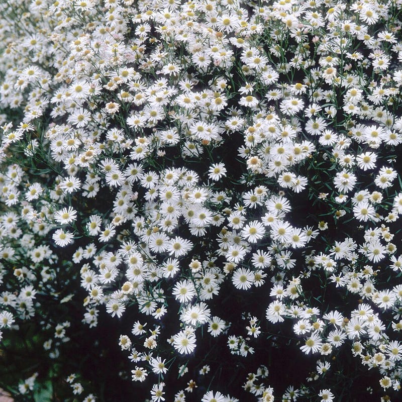 False Aster Seeds