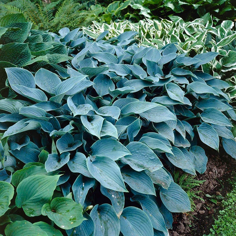 Farmhouse Pre-Planned Garden - Image 12