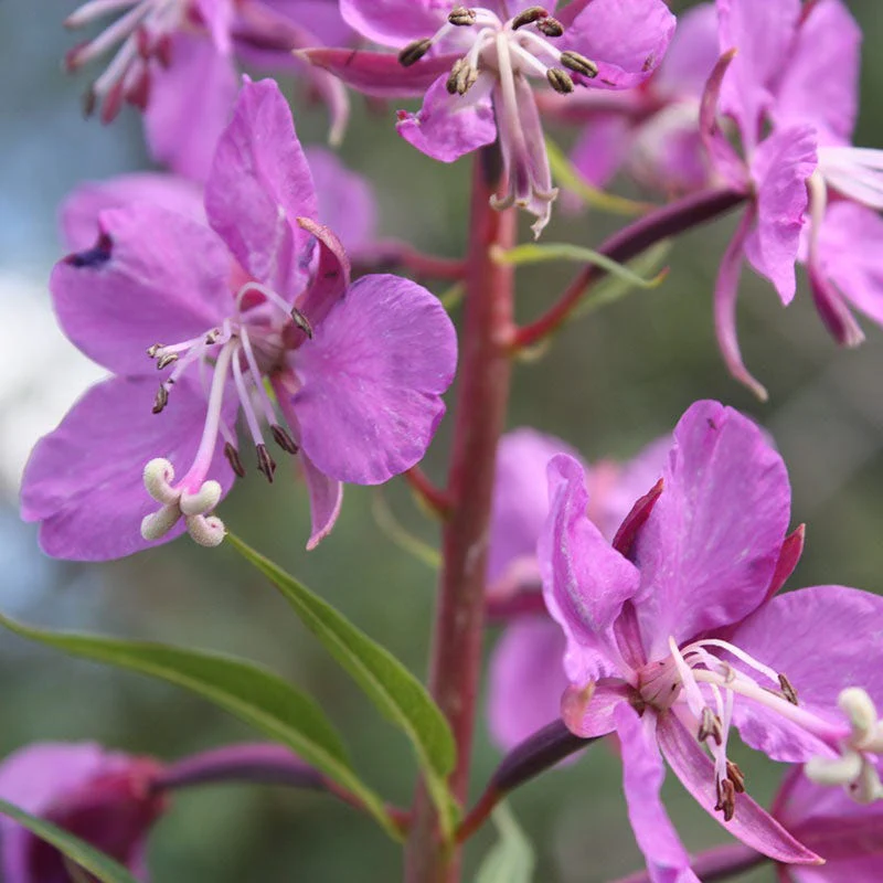 Fireweed Seeds - Image 2