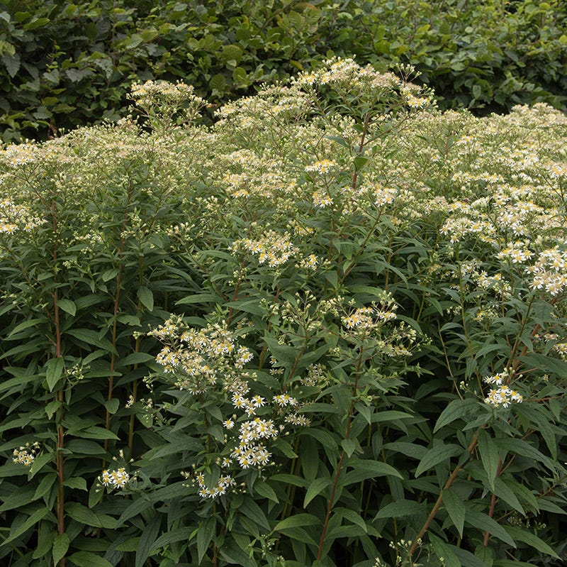 Flat Top Aster Seeds - Image 2