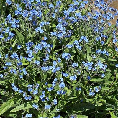 Forget Us Not Seed Packet - Image 3