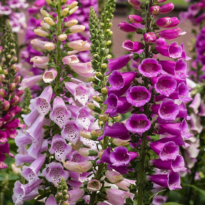 Foxglove Seeds - Image 3